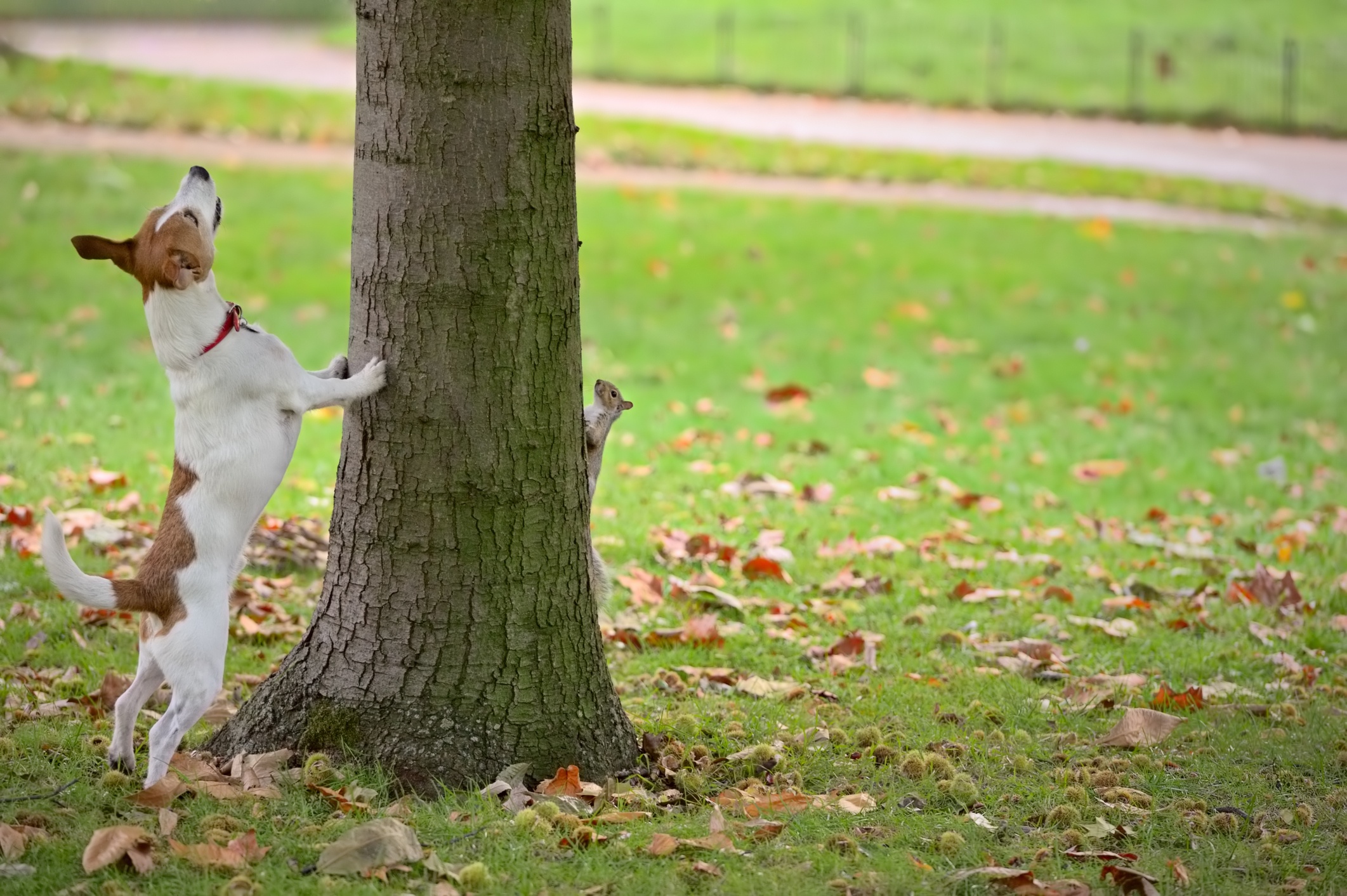 Barking Up the Wrong Tree